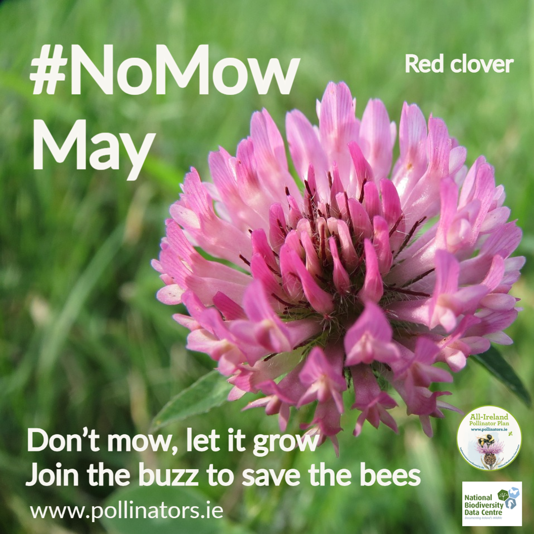 No Mow May